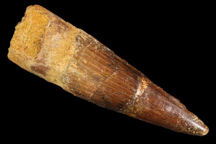 Bargain, Spinosaurus Tooth - Composite Tooth #87871